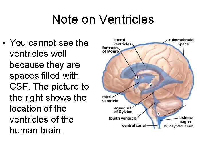 Note on Ventricles • You cannot see the ventricles well because they are spaces Note on Ventricles • You cannot see the ventricles well because they are spaces