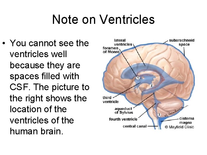 Note on Ventricles • You cannot see the ventricles well because they are spaces