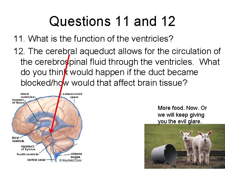 Questions 11 and 12 11. What is the function of the ventricles? 12. The