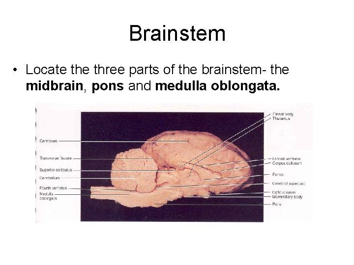 Brainstem • Locate three parts of the brainstem- the midbrain, pons and medulla oblongata.
