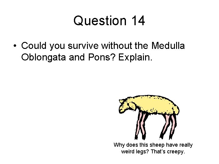 Question 14 • Could you survive without the Medulla Oblongata and Pons? Explain. Why