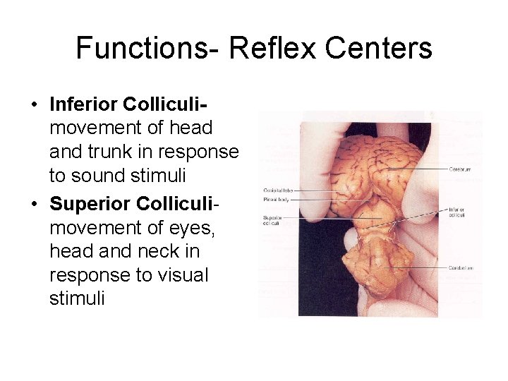 Functions- Reflex Centers • Inferior Colliculimovement of head and trunk in response to sound Functions- Reflex Centers • Inferior Colliculimovement of head and trunk in response to sound