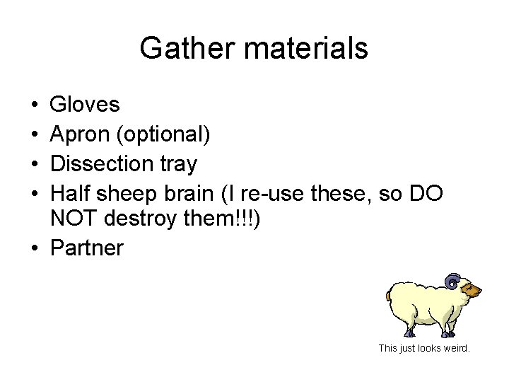 Gather materials • • Gloves Apron (optional) Dissection tray Half sheep brain (I re-use