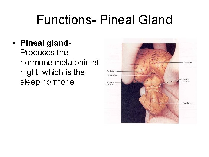 Functions- Pineal Gland • Pineal gland. Produces the hormone melatonin at night, which is Functions- Pineal Gland • Pineal gland. Produces the hormone melatonin at night, which is