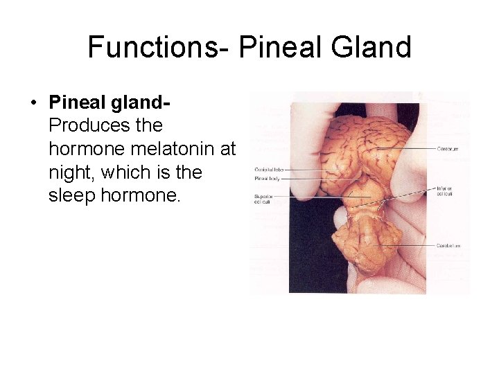 Functions- Pineal Gland • Pineal gland. Produces the hormone melatonin at night, which is