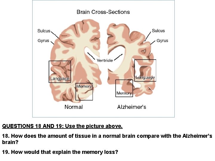 QUESTIONS 18 AND 19: Use the picture above. 18. How does the amount of