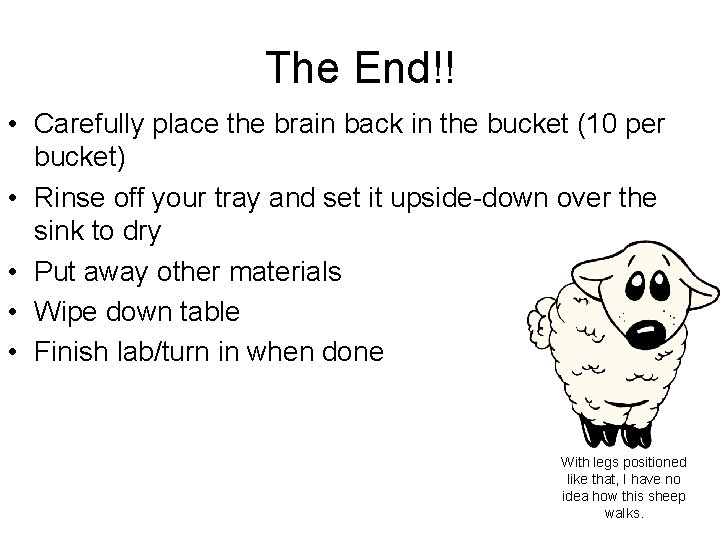 The End!! • Carefully place the brain back in the bucket (10 per bucket) The End!! • Carefully place the brain back in the bucket (10 per bucket)