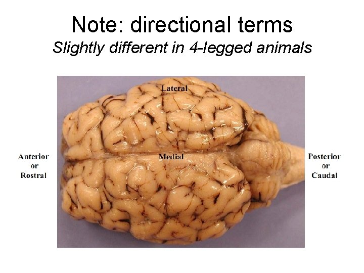 Note: directional terms Slightly different in 4 -legged animals 