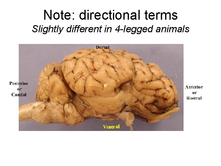 Note: directional terms Slightly different in 4 -legged animals al Note: directional terms Slightly different in 4 -legged animals al