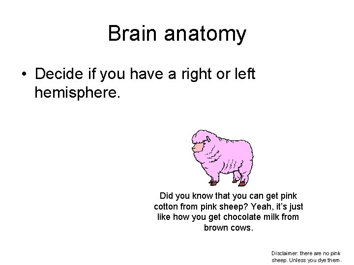 Brain anatomy • Decide if you have a right or left hemisphere. Did you