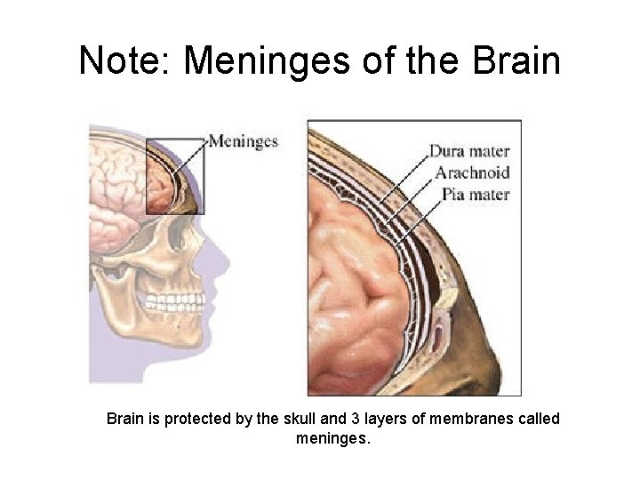 Note: Meninges of the Brain is protected by the skull and 3 layers of Note: Meninges of the Brain is protected by the skull and 3 layers of