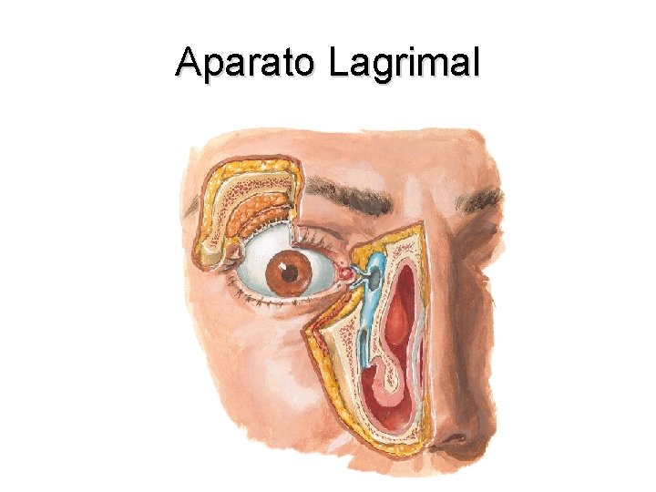 Aparato Lagrimal 