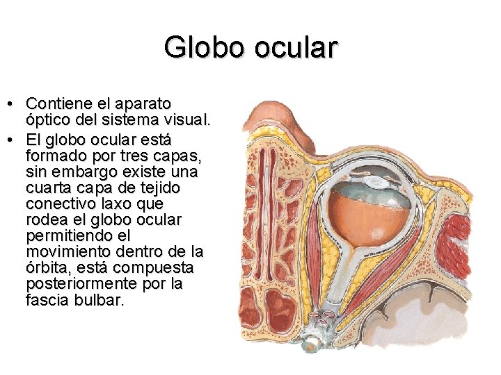 Globo ocular • Contiene el aparato óptico del sistema visual. • El globo ocular