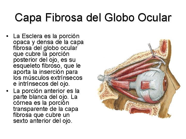Capa Fibrosa del Globo Ocular • La Esclera es la porción opaca y densa