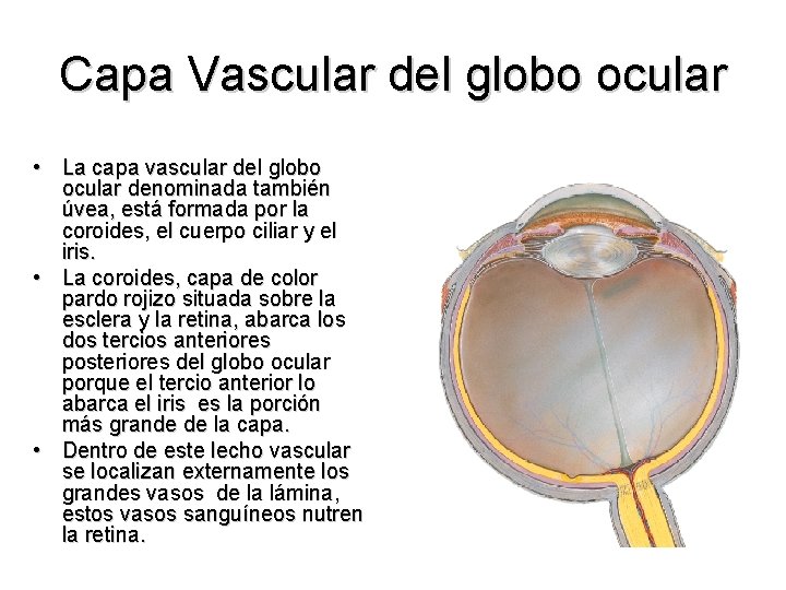Capa Vascular del globo ocular • La capa vascular del globo ocular denominada también