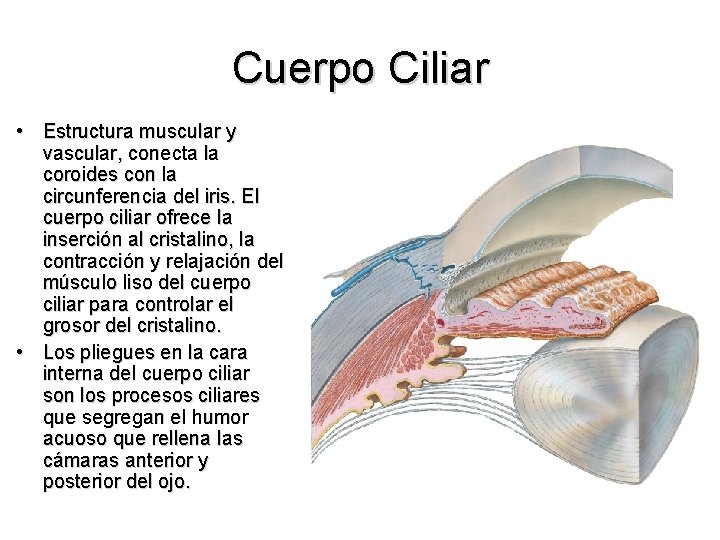 Cuerpo Ciliar • Estructura muscular y vascular, conecta la coroides con la circunferencia del