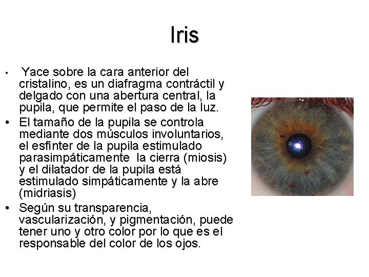 Iris Yace sobre la cara anterior del cristalino, es un diafragma contráctil y delgado