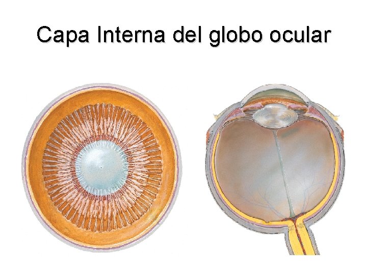 Capa Interna del globo ocular 