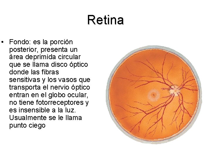 Retina • Fondo: es la porción posterior, presenta un área deprimida circular que se