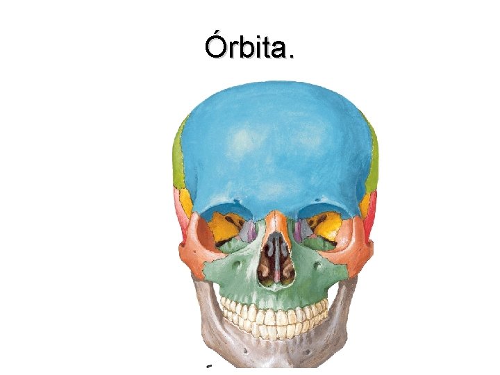 Órbita. 