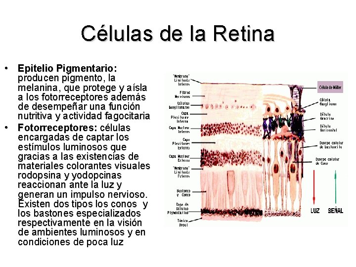 Células de la Retina • Epitelio Pigmentario: producen pigmento, la melanina, que protege y
