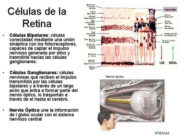 Células de la Retina • Células Bipolares: células conectadas mediante una unión sináptica con