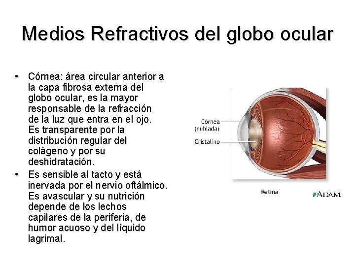 Medios Refractivos del globo ocular • Córnea: área circular anterior a la capa fibrosa