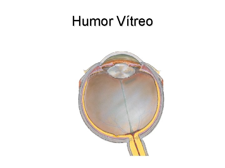 Humor Vítreo 