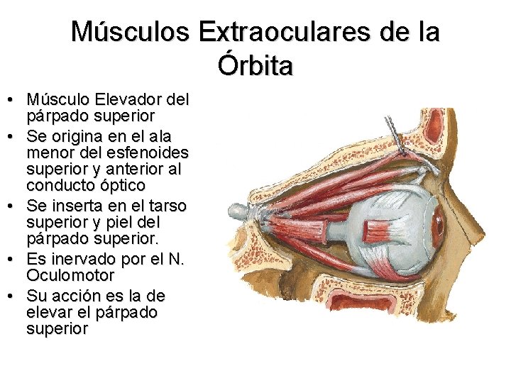 Músculos Extraoculares de la Órbita • Músculo Elevador del párpado superior • Se origina