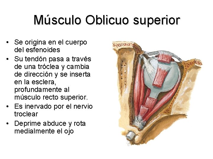 Músculo Oblicuo superior • Se origina en el cuerpo del esfenoides • Su tendón