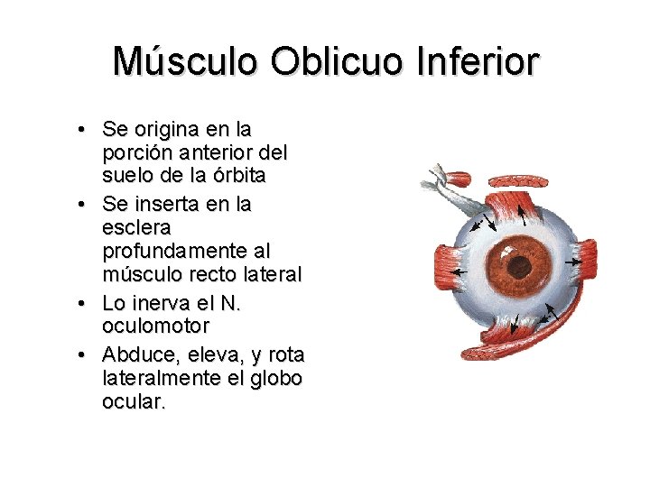 Músculo Oblicuo Inferior • Se origina en la porción anterior del suelo de la
