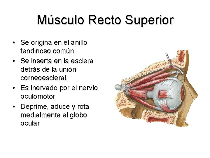 Músculo Recto Superior • Se origina en el anillo tendinoso común • Se inserta