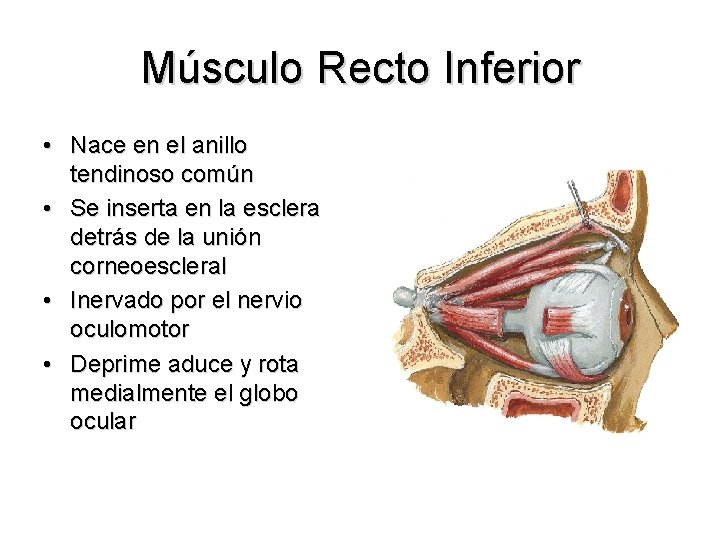 Músculo Recto Inferior • Nace en el anillo tendinoso común • Se inserta en