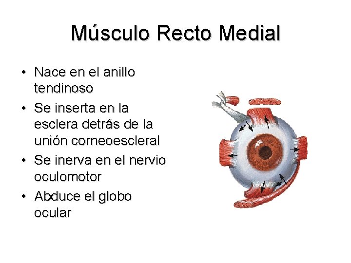 Músculo Recto Medial • Nace en el anillo tendinoso • Se inserta en la