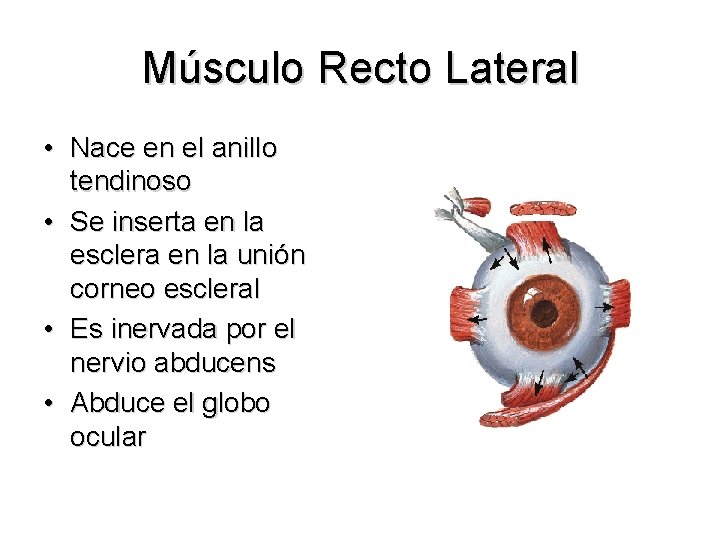 Músculo Recto Lateral • Nace en el anillo tendinoso • Se inserta en la