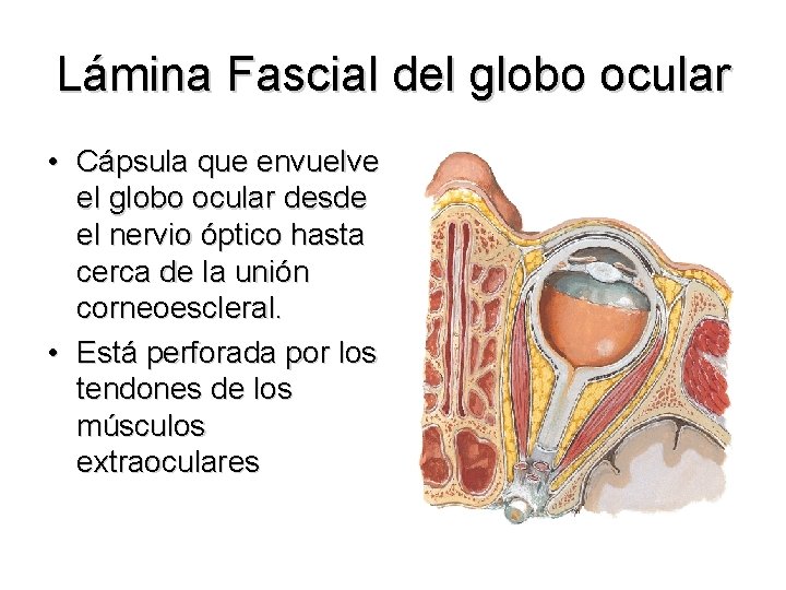 Lámina Fascial del globo ocular • Cápsula que envuelve el globo ocular desde el