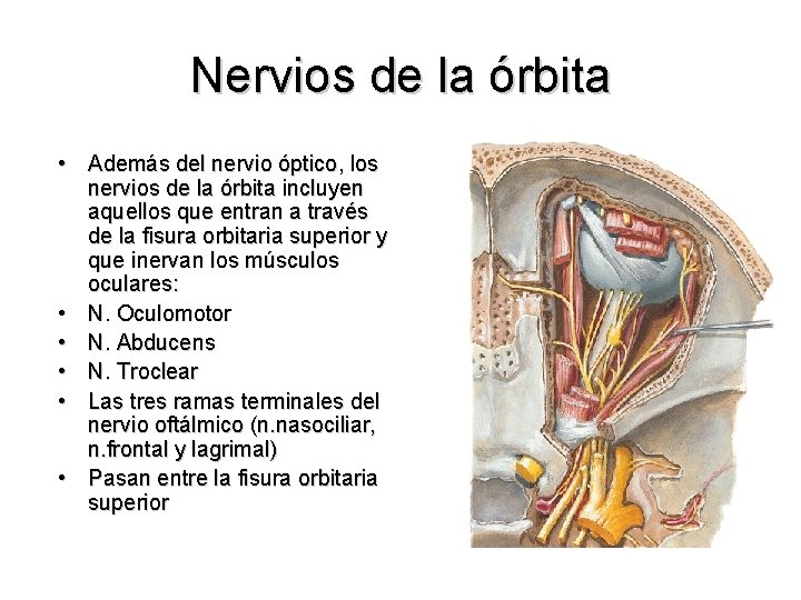 Nervios de la órbita • Además del nervio óptico, los nervios de la órbita