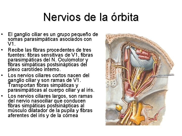Nervios de la órbita • El ganglio ciliar es un grupo pequeño de somas