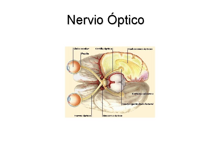 Nervio Óptico 