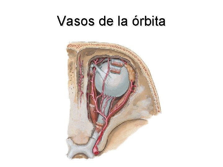 Vasos de la órbita 