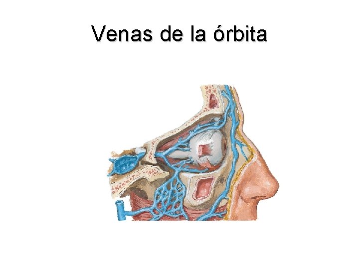 Venas de la órbita 