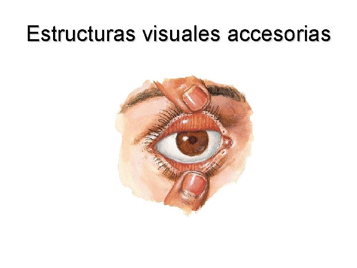 Estructuras visuales accesorias 