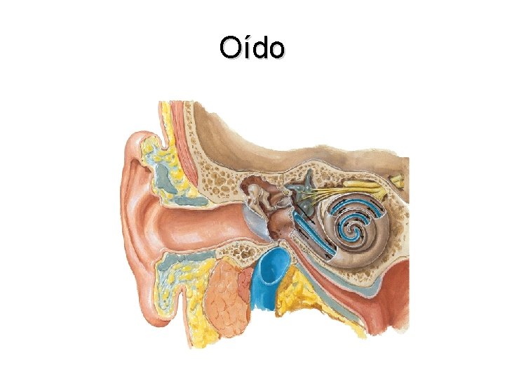 Oído 