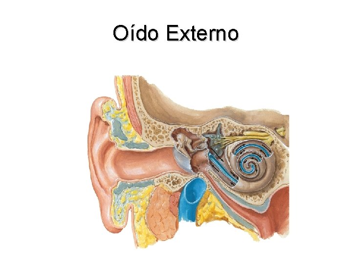 Oído Externo 