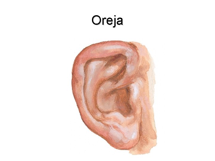Oreja 