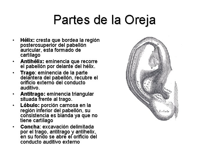 Partes de la Oreja • • • Hélix: cresta que bordea la región posterosuperior