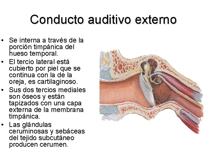 Conducto auditivo externo • Se interna a través de la porción timpánica del hueso