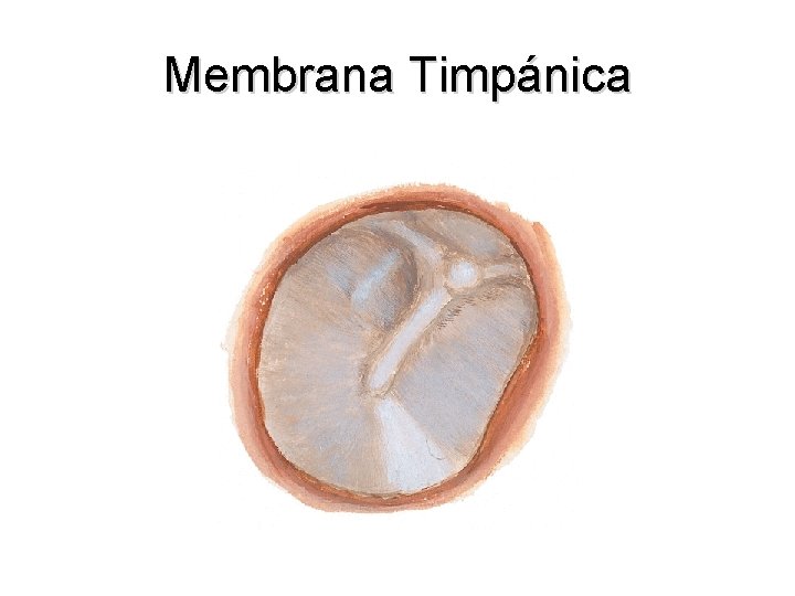 Membrana Timpánica 