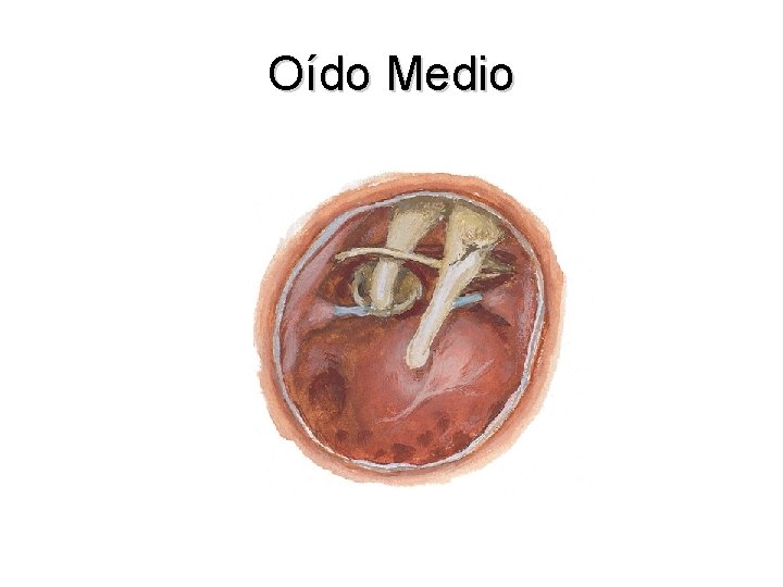 Oído Medio 