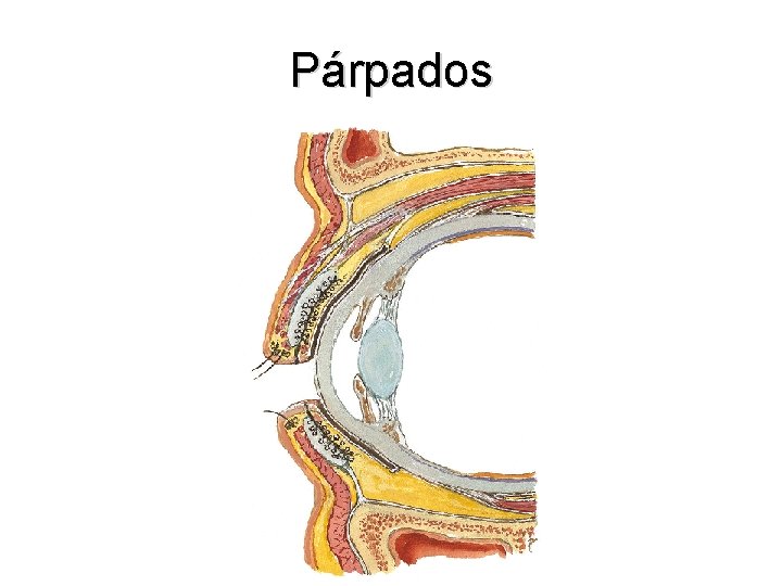 Párpados 